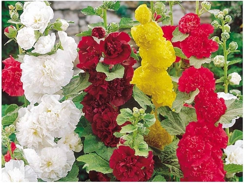 Hollyhock (flower Alcea rosea summer carnival mixed color) for planting in garden